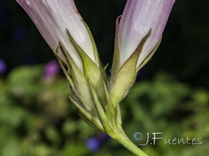 Ipomoea indica.05