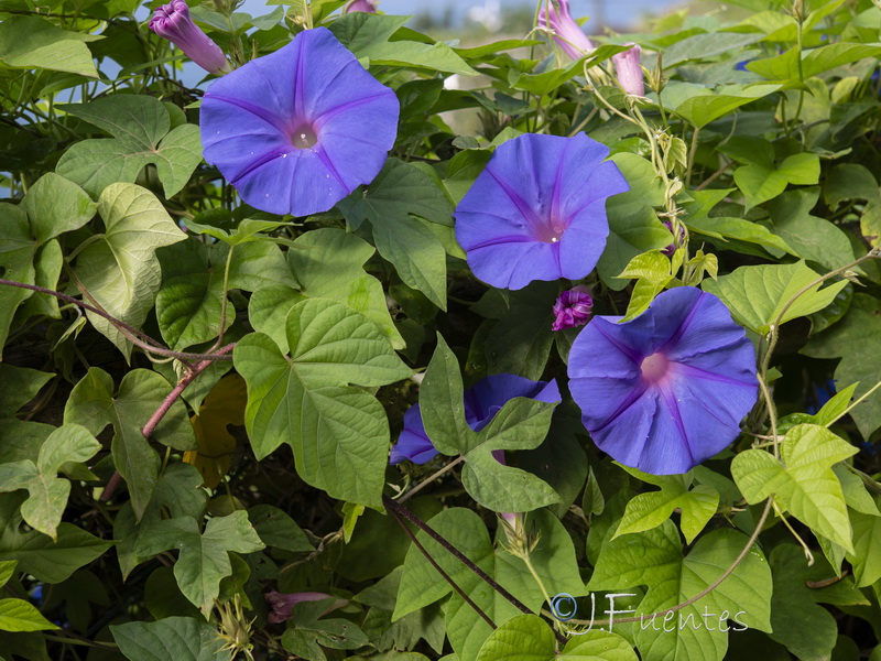 Ipomoea indica.01