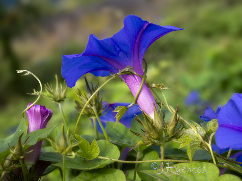 Ipomoea indica.08
