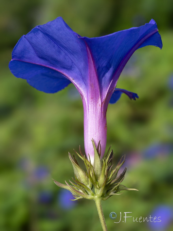 Ipomoea indica.09