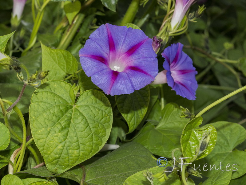 Ipomoea purpurea.01