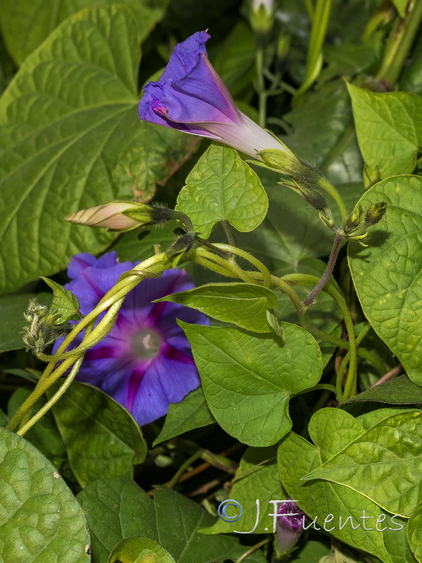 Ipomoea purpurea.02