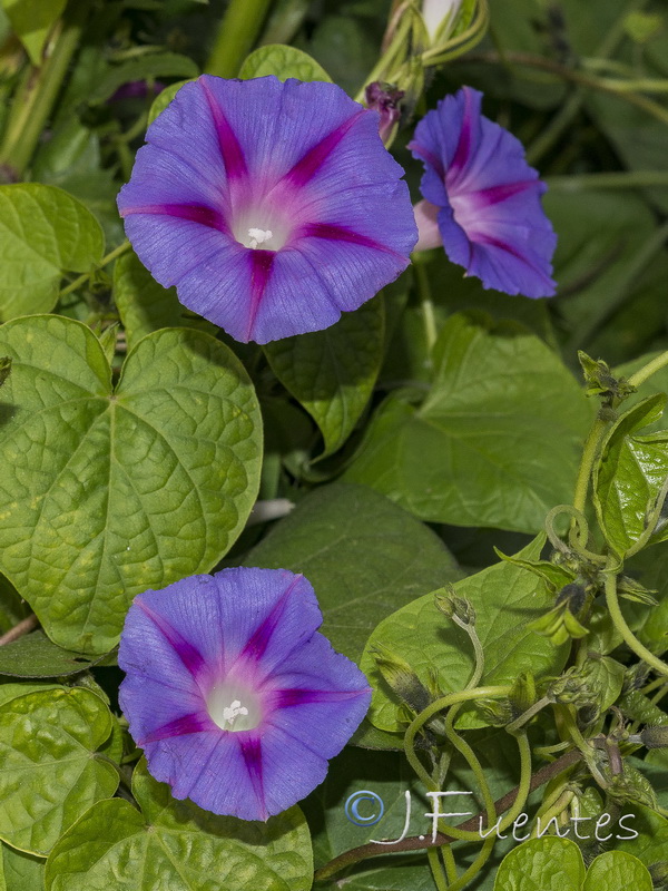 Ipomoea purpurea.03