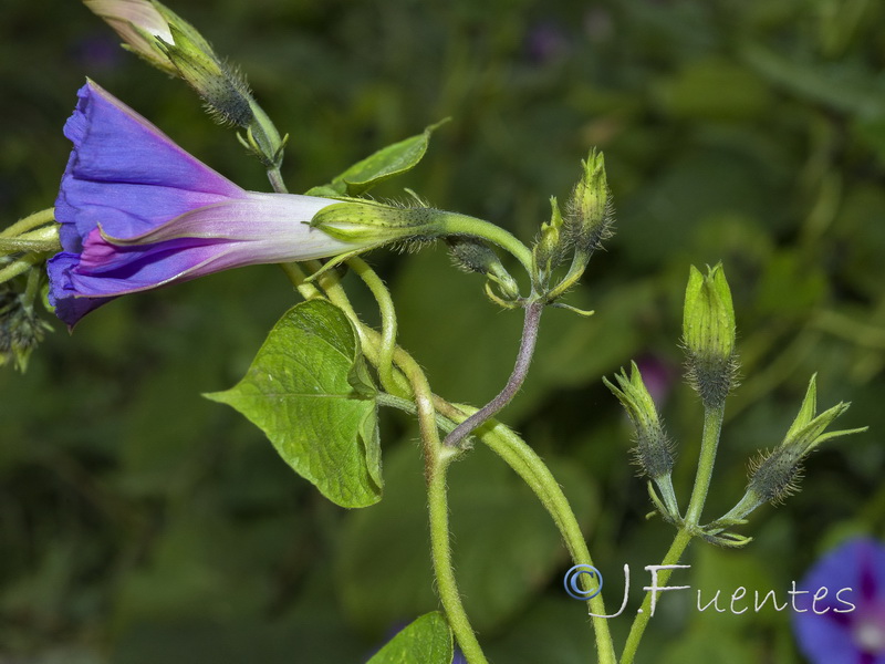 Ipomoea purpurea.04