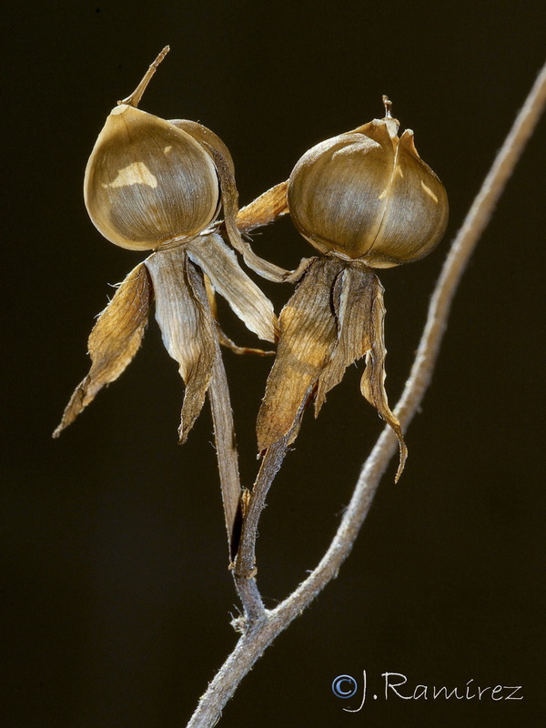 Ipomoea purpurea.05