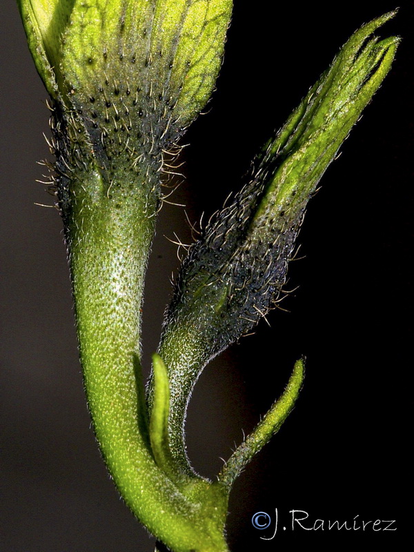 Ipomoea purpurea.08