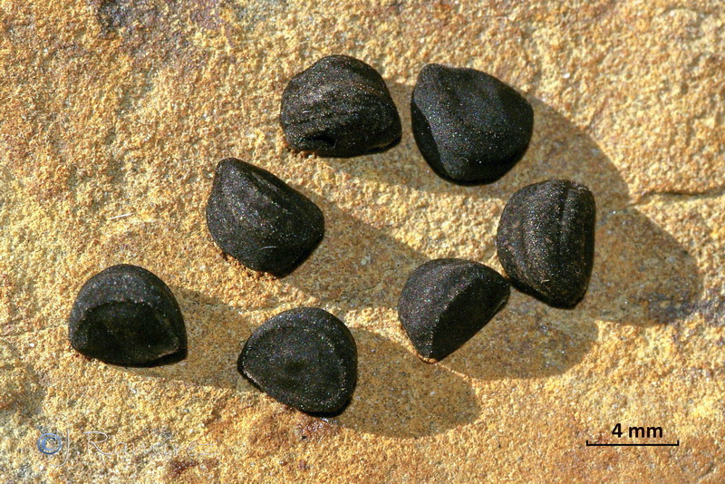 Ipomoea purpurea.09