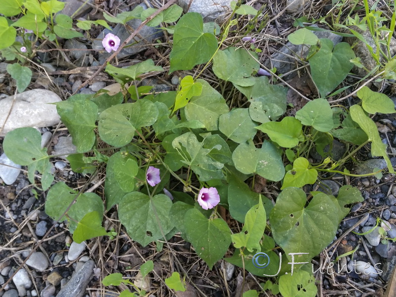 Ipomoea triloba.01