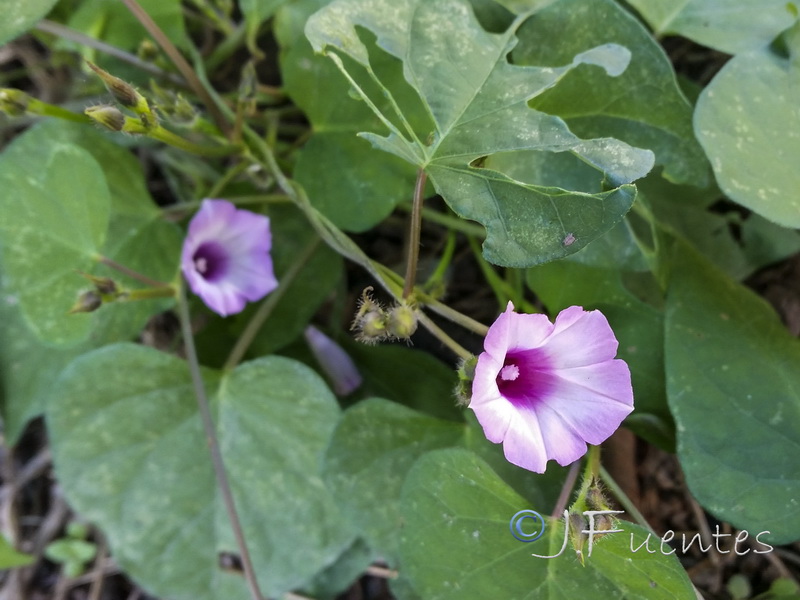 Ipomoea triloba.05