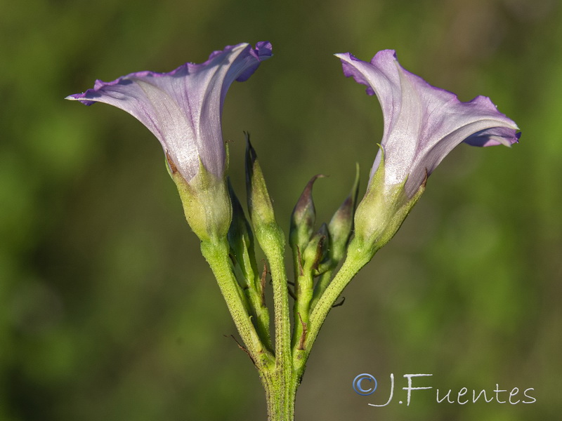 Ipomoea triloba.08