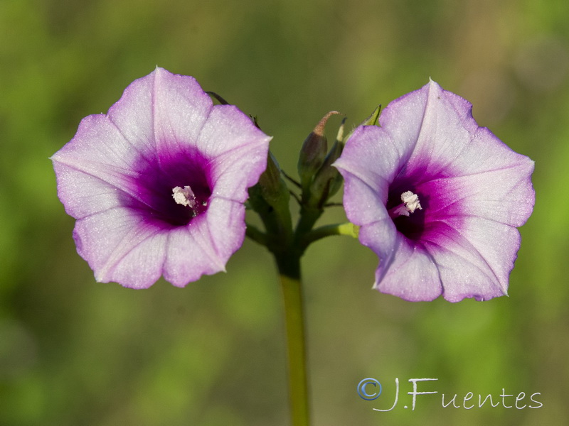 Ipomoea triloba.06