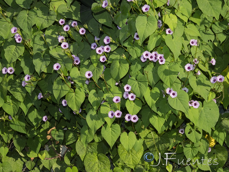 Ipomoea triloba.02