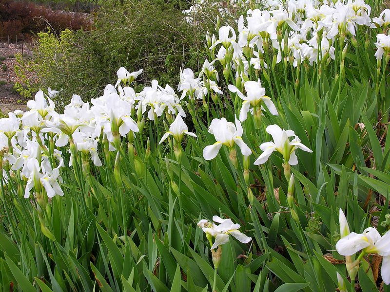 Iris albicans.01