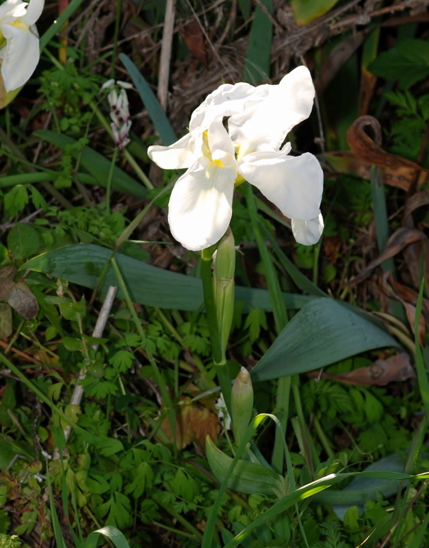 Iris albicans.02