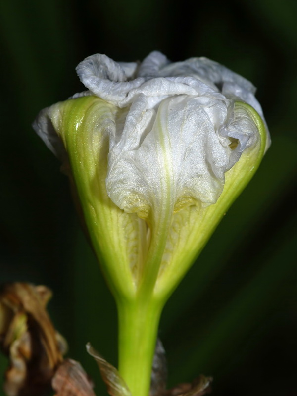 Iris albicans.05