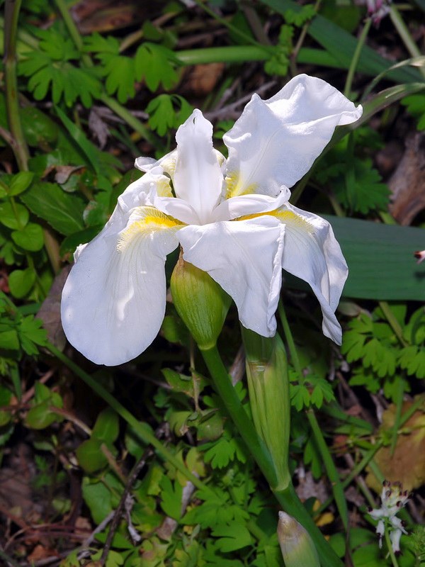 Iris albicans.06