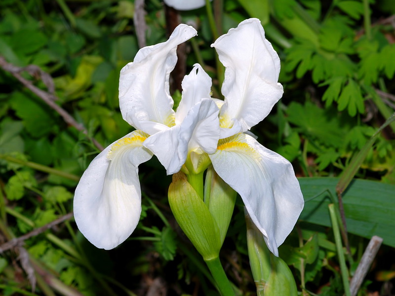 Iris albicans.07