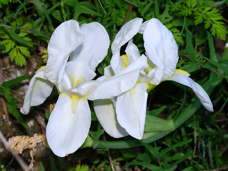 Iris albicans.08
