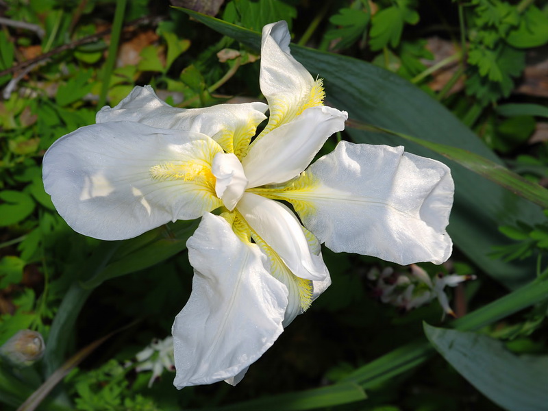 Iris albicans.10