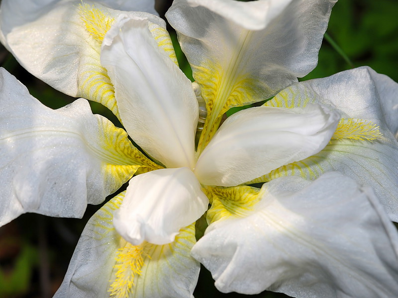 Iris albicans.14