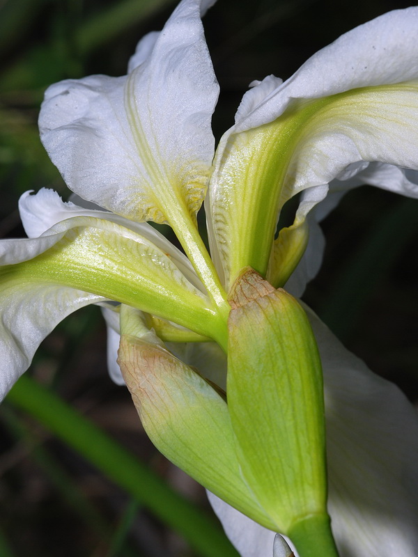 Iris albicans.16