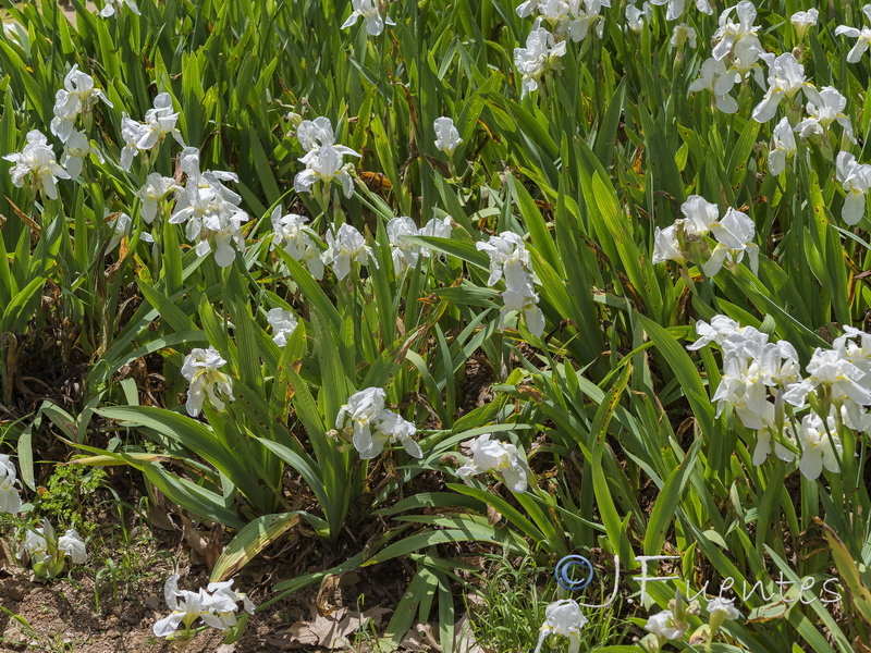 Iris albicans.17