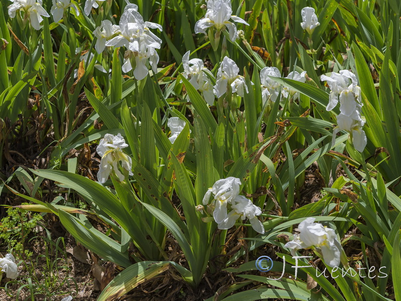 Iris albicans.18