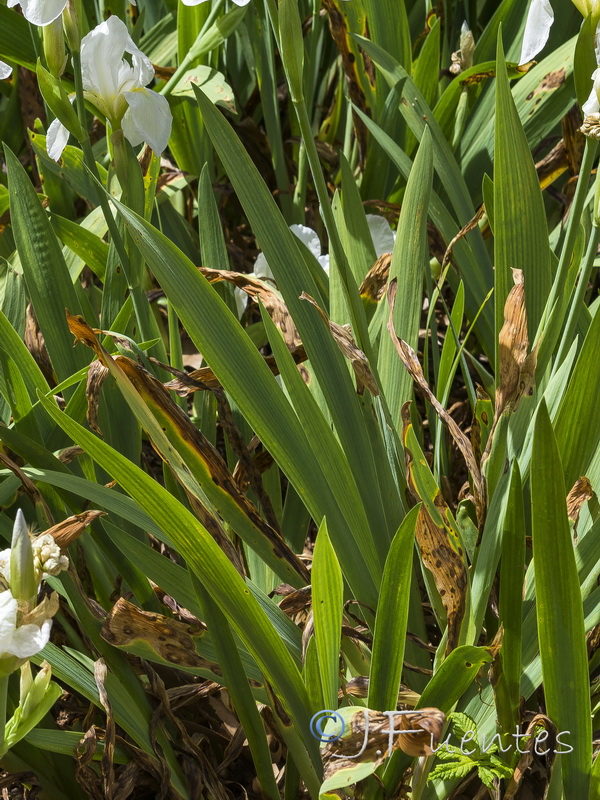 Iris albicans.19