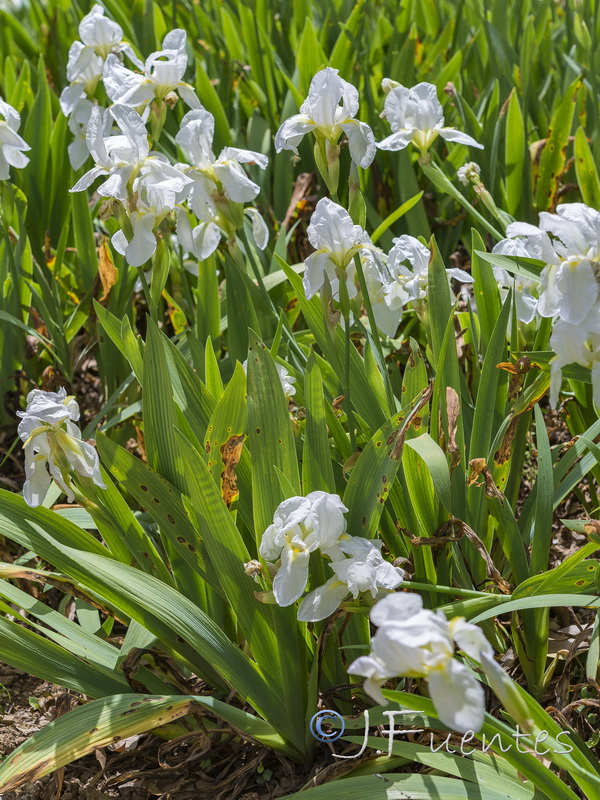 Iris albicans.20