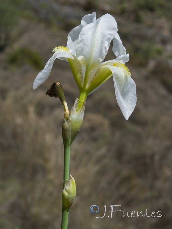Iris albicans.24