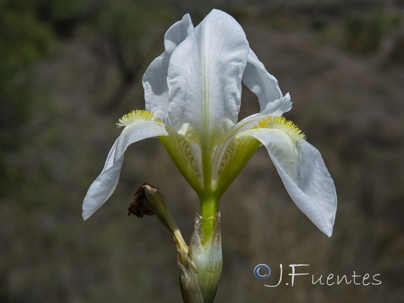 Iris albicans.25