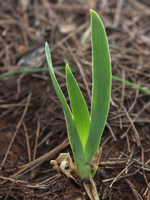 Iris albicans.26