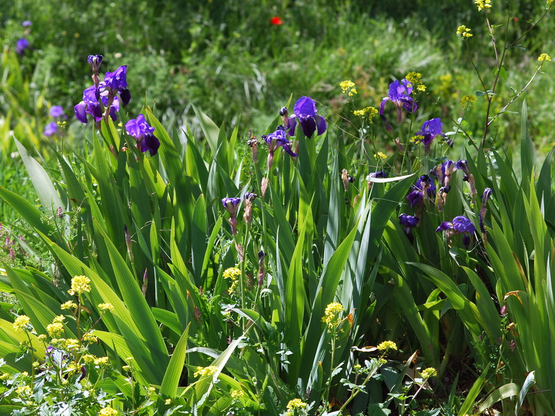 Iris germanica.01