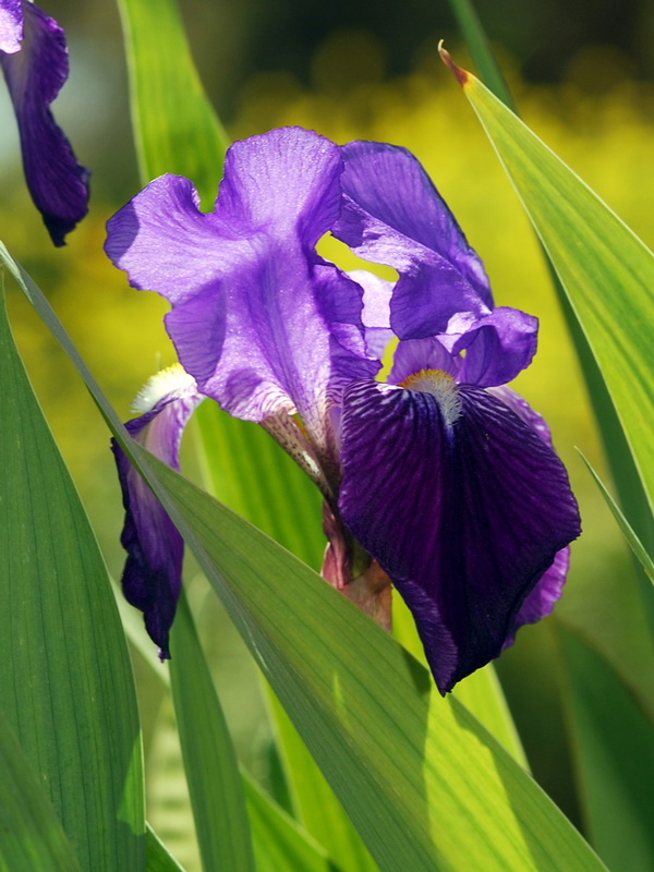 Iris germanica.04