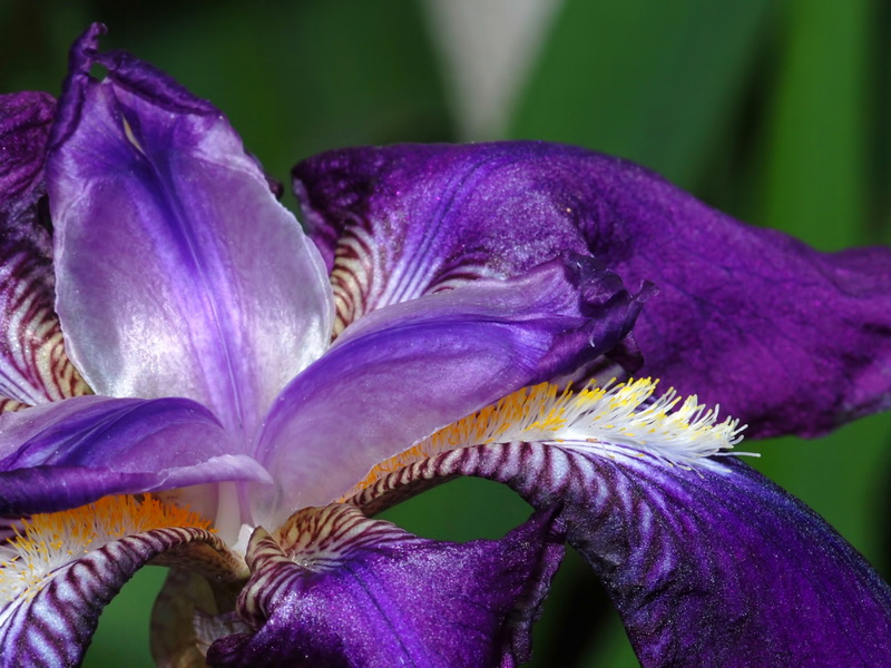 Iris germanica.06