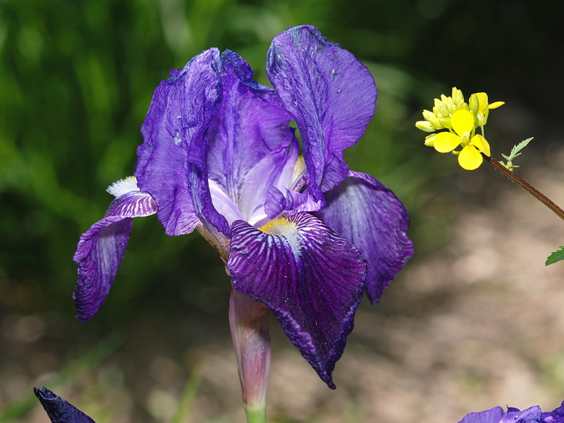 Iris germanica.07