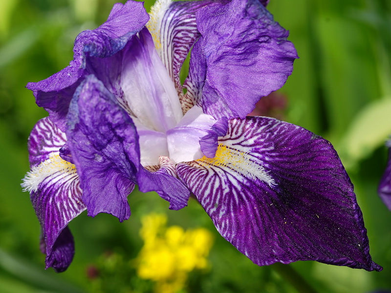 Iris germanica.08