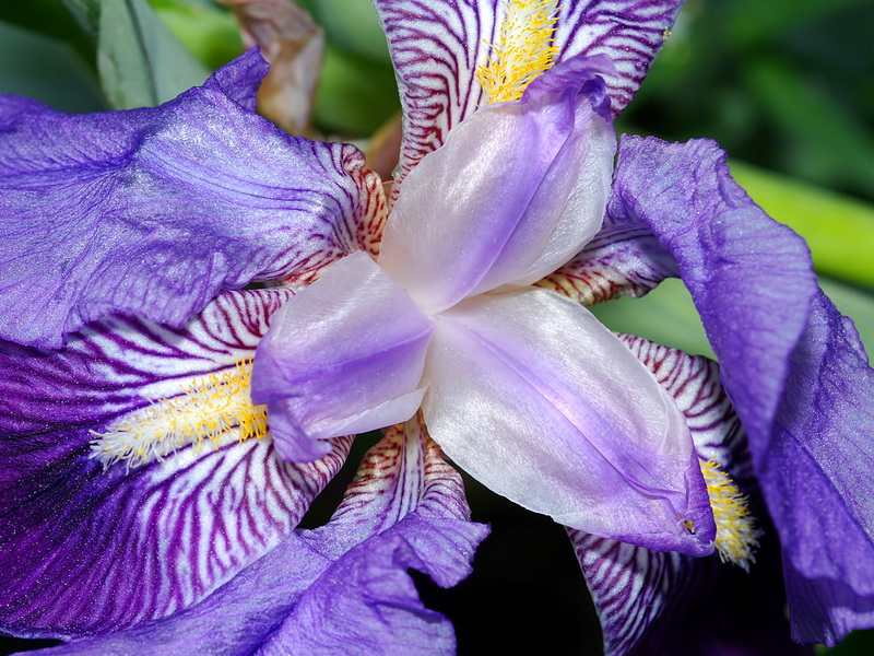 Iris germanica.10