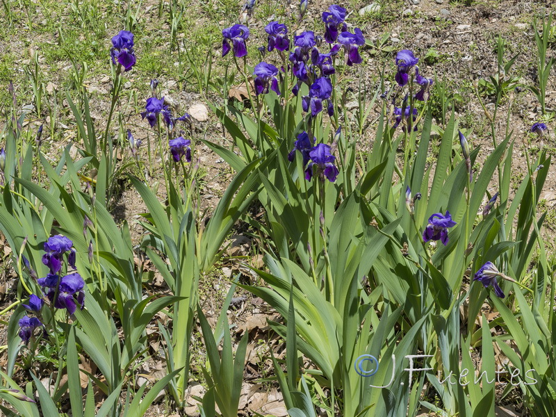 Iris germanica.12