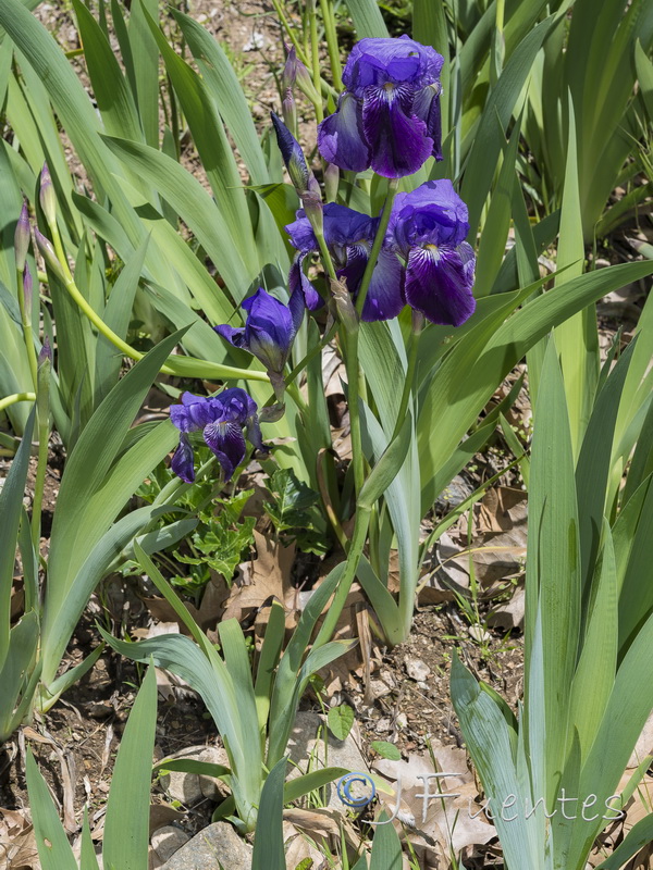 Iris germanica.13