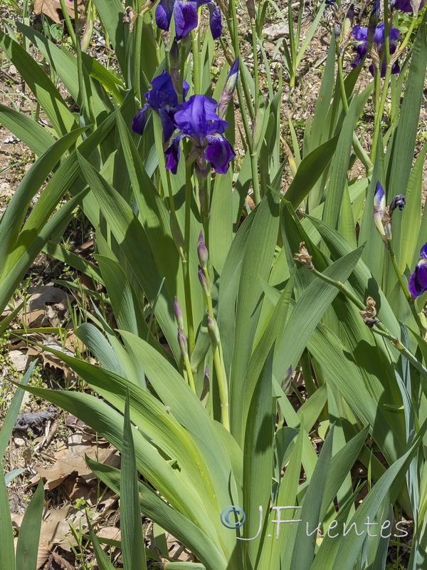 Iris germanica.14