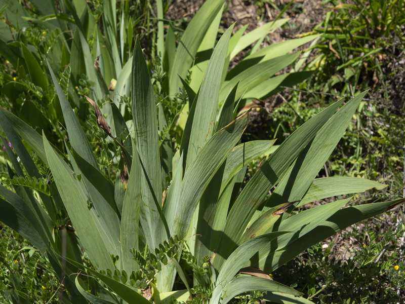 Iris germanica.16