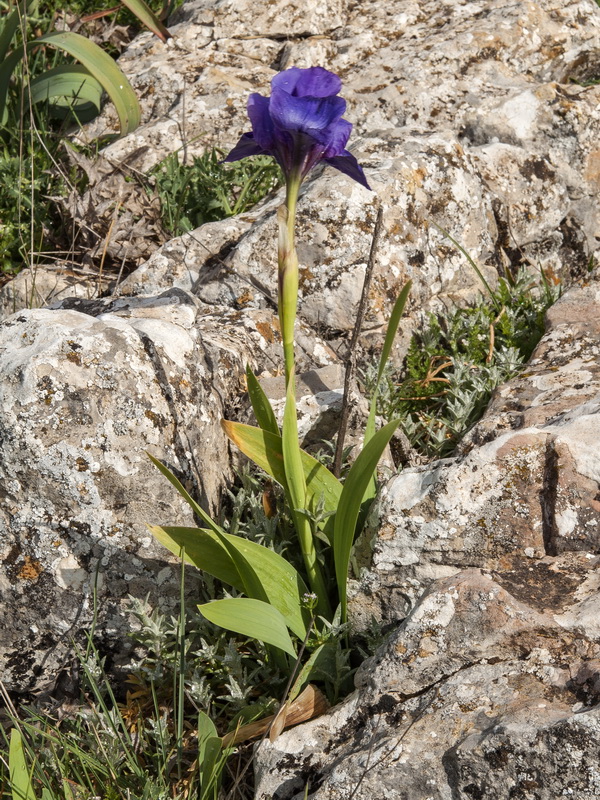 Iris lutescens.01