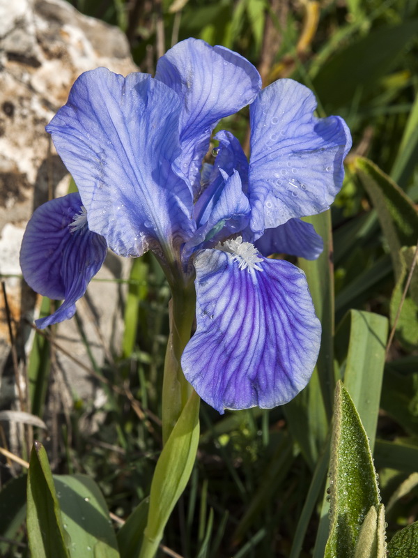 Iris lutescens.05