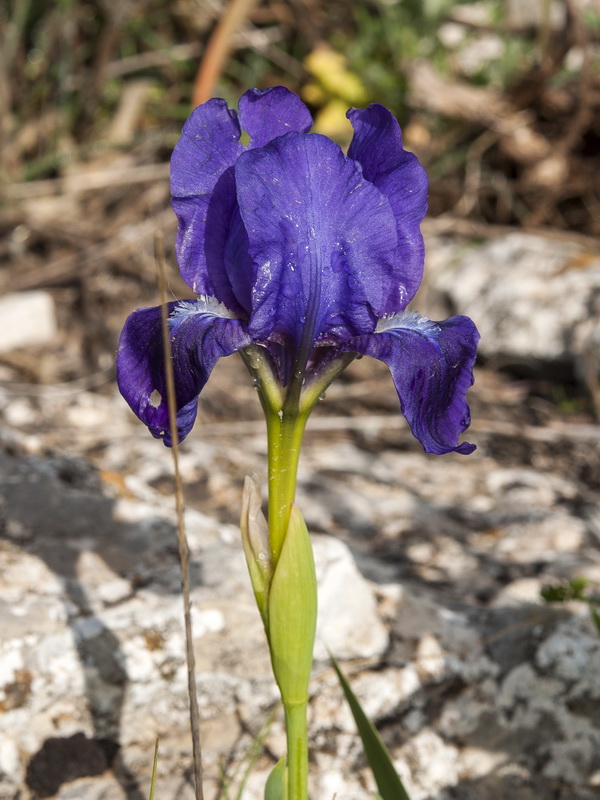 Iris lutescens.06