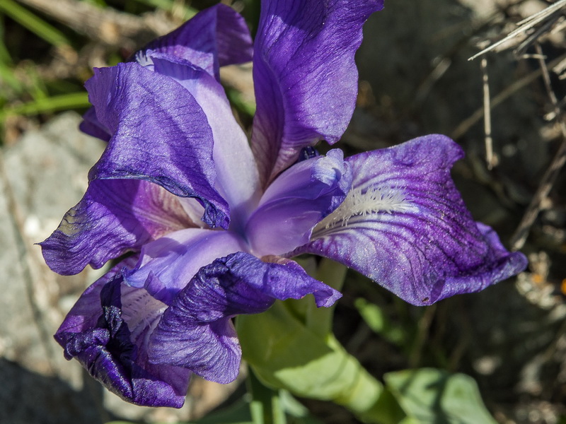 Iris lutescens.09