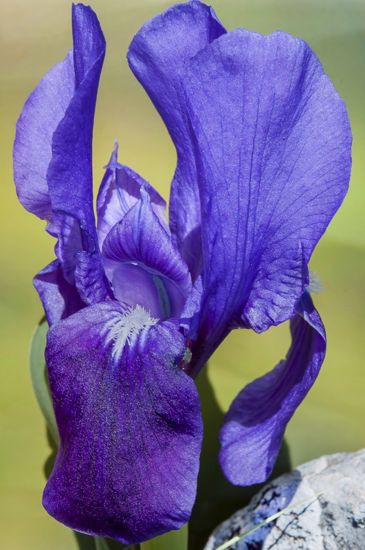 Iris lutescens.10