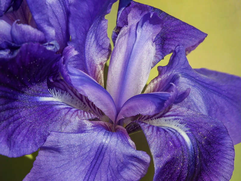 Iris lutescens.11