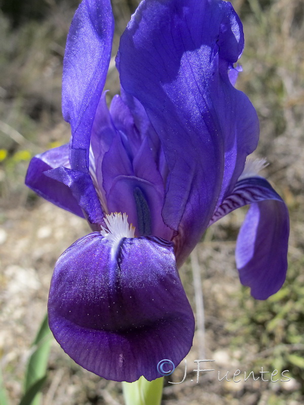 Iris lutescens.19