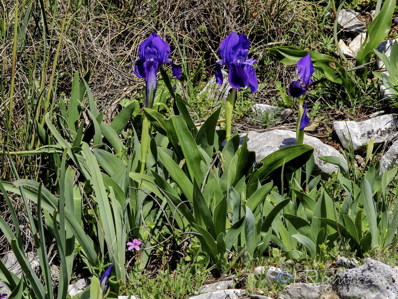 Iris lutescens.21